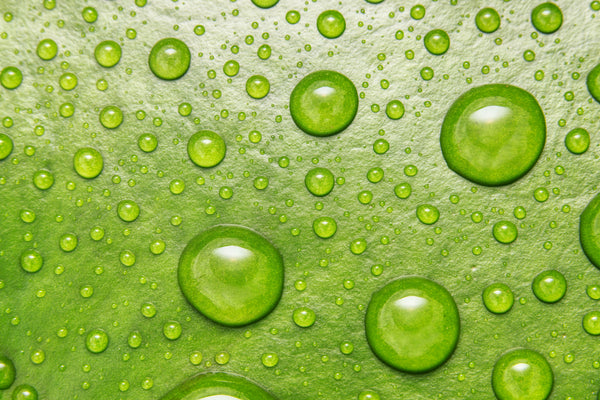 Ingredient image