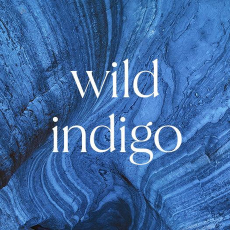 Wild Indigo