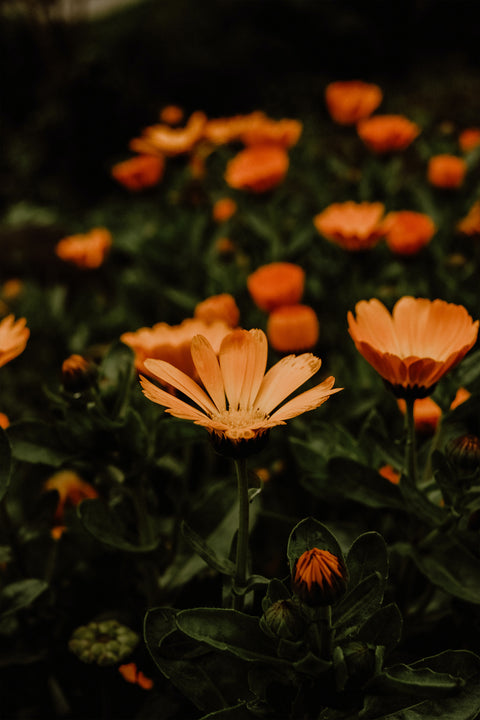 Organic Calendula Extract