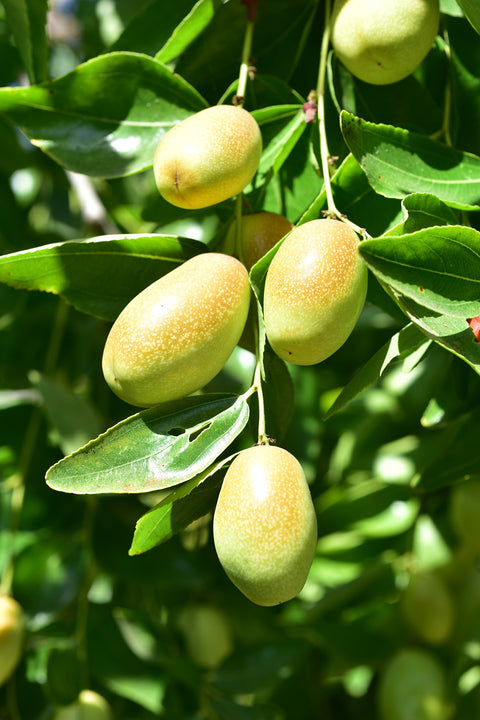 Jojoba Oil