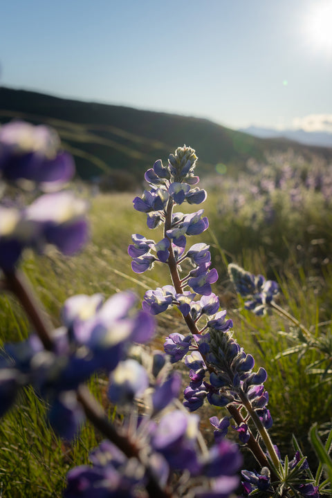 Lupin Seed Extract