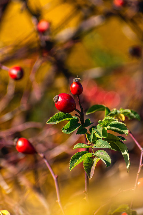 Rosehip Oil