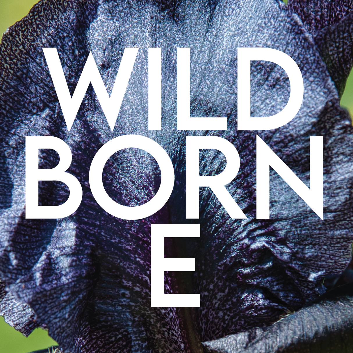 WILDBORNE