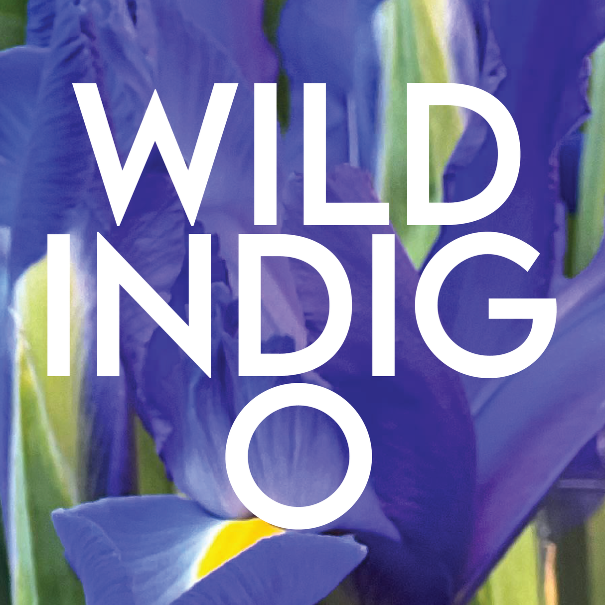 WILD INDIGO