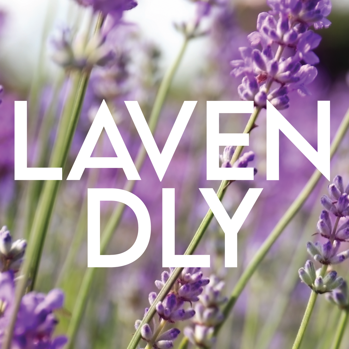 LAVENDLY